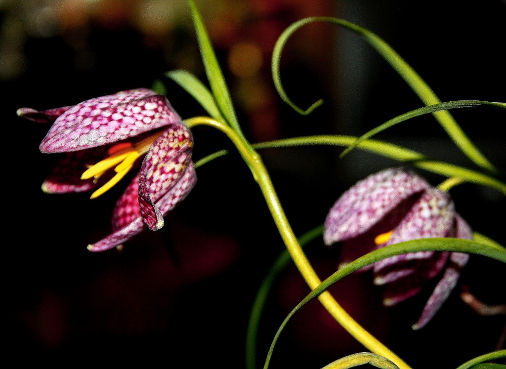 Fritillaria