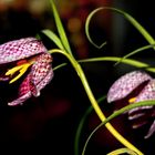 Fritillaria