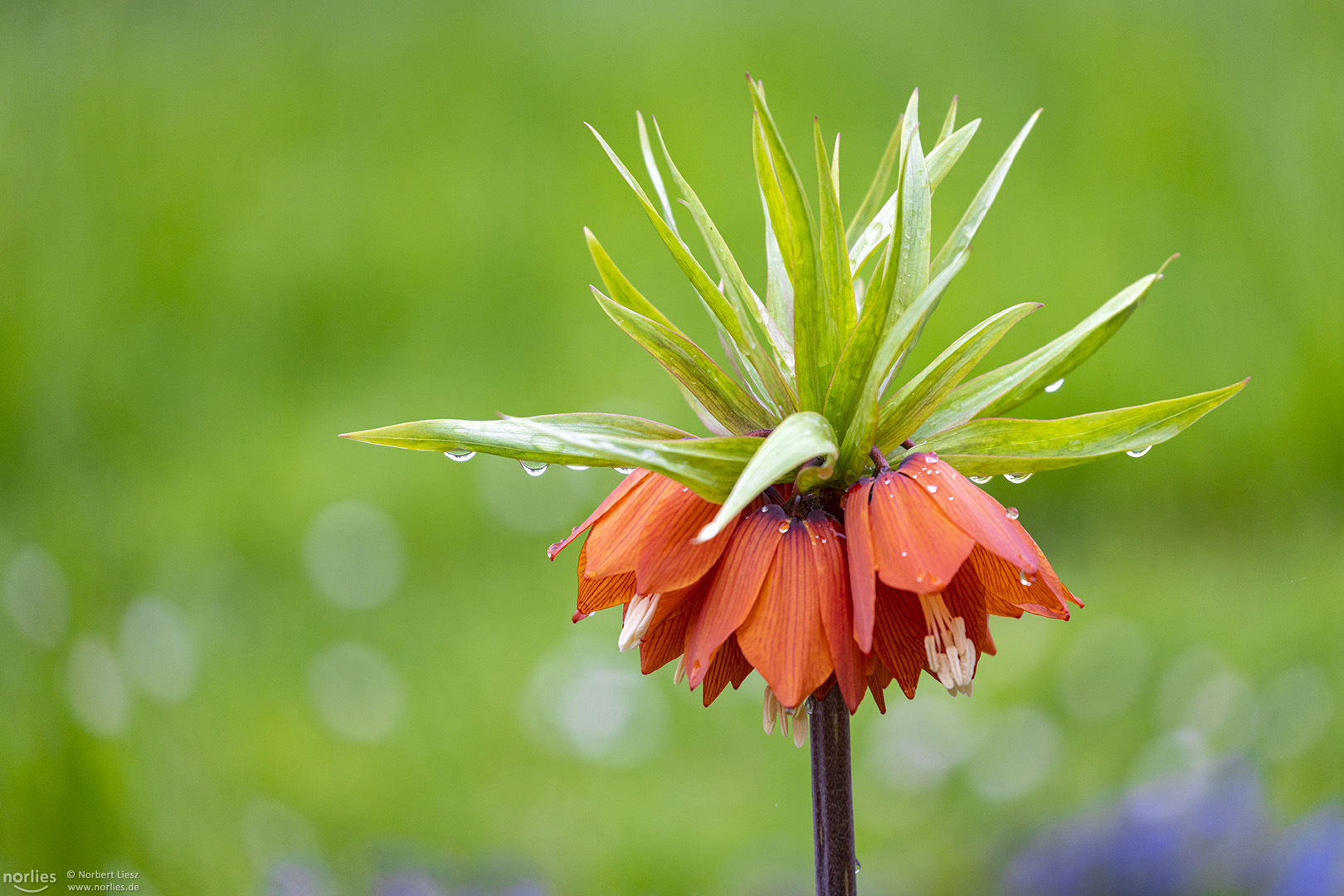 fritillaria imperialis