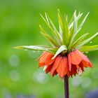 fritillaria imperialis