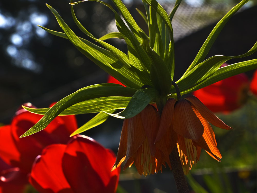 Fritillaria imperialis