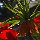 Fritillaria imperialis