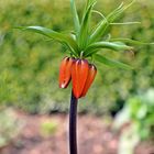 Fritillaria imperialis 'Aurea'