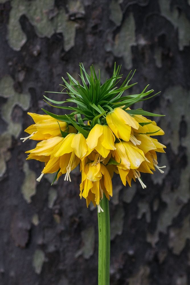  Fritillaria imperialis