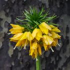  Fritillaria imperialis