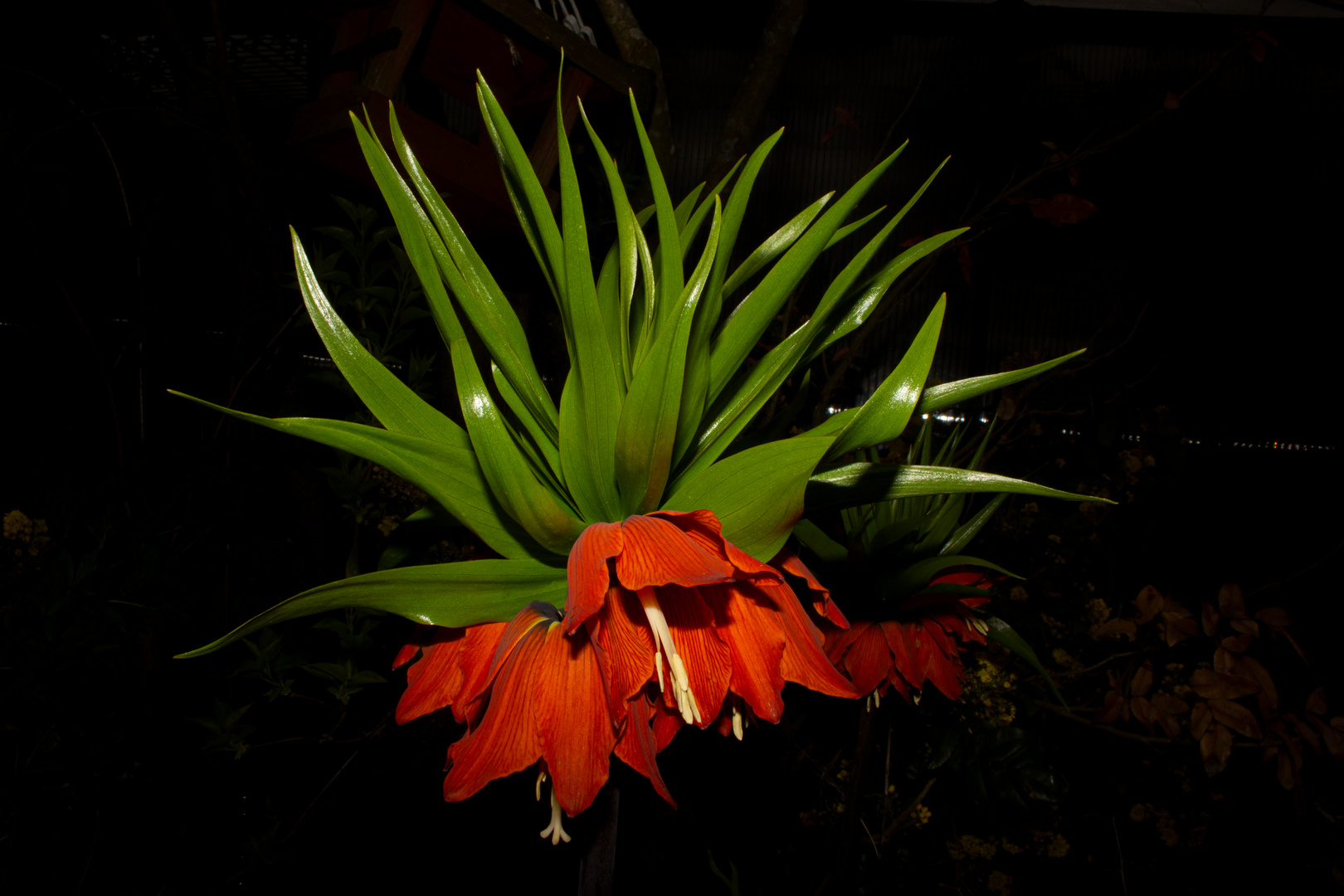 Fritillaria imperialis