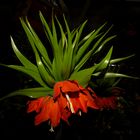 Fritillaria imperialis