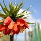 Fritillaria imperialis