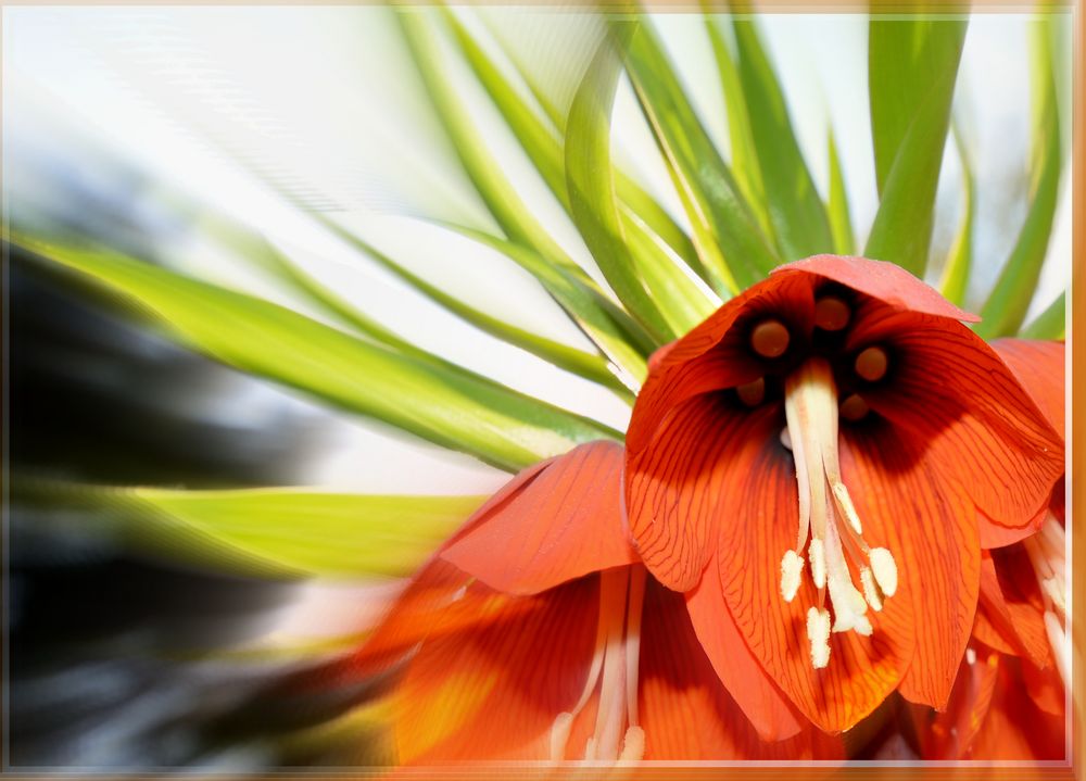 Fritillaria Imperialis