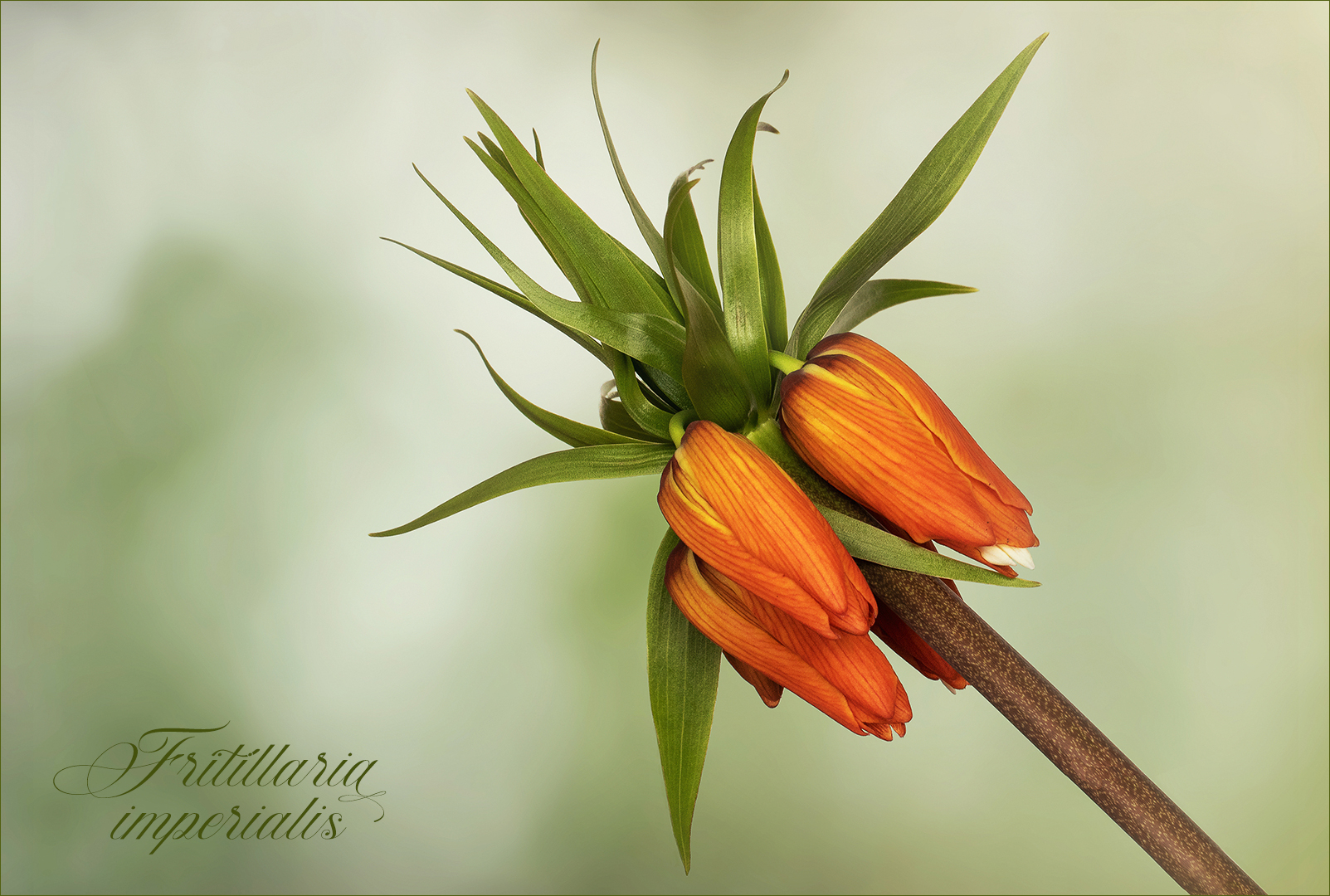 Fritillaria imperialis - Kaiserkrone...