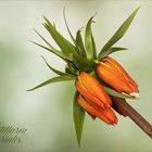 Fritillaria imperialis - Kaiserkrone...