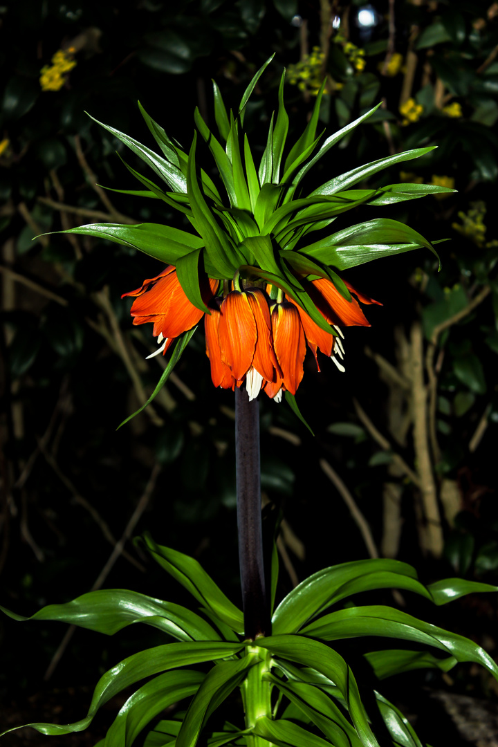 Fritillaria imperialis, Rosendahl-Darfeld, Germany, April 2016