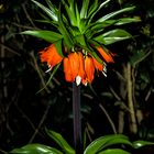 Fritillaria imperialis, Rosendahl-Darfeld, Germany, April 2016