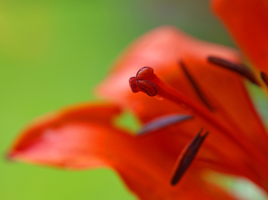 Fritillaria Imperialis Rubra