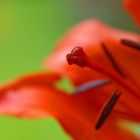 Fritillaria Imperialis Rubra