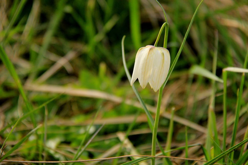 Fritillaria in weiß