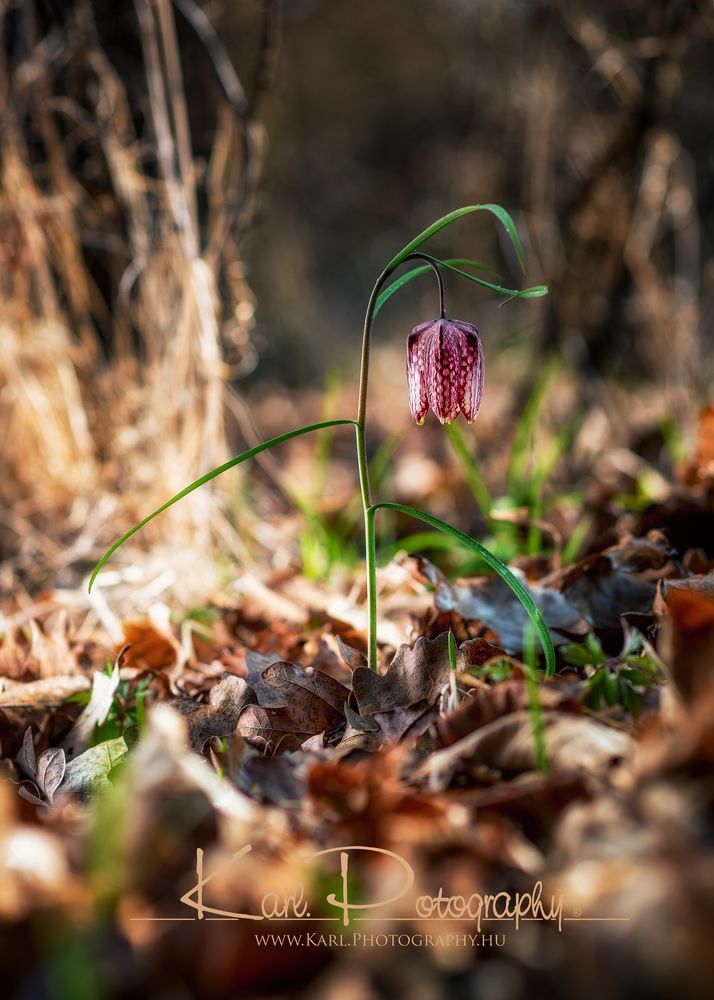 Fritillaria Liliaceae 2016