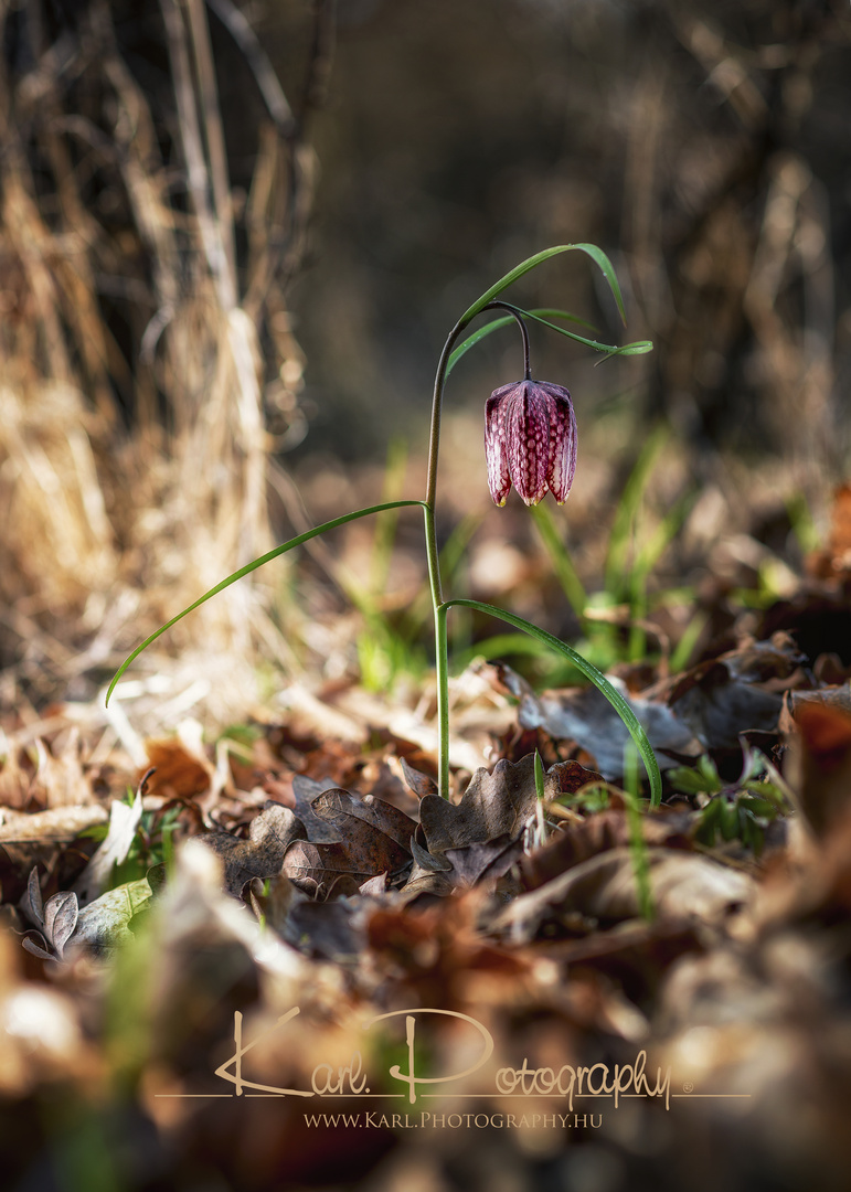 Fritillaria Liliaceae 2016