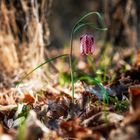 Fritillaria Liliaceae 2016