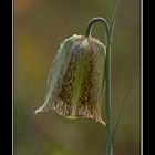 Fritillaria lusitanica