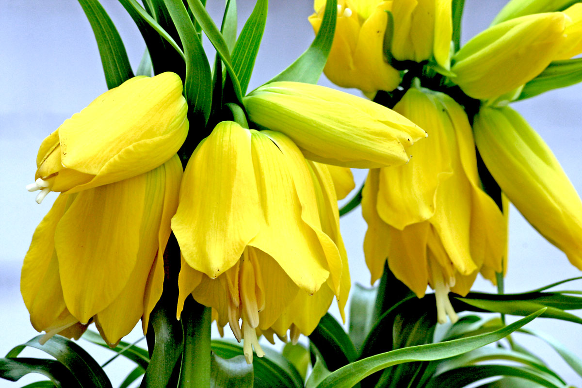 Fritillaria Lutea 2