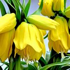 Fritillaria Lutea 2