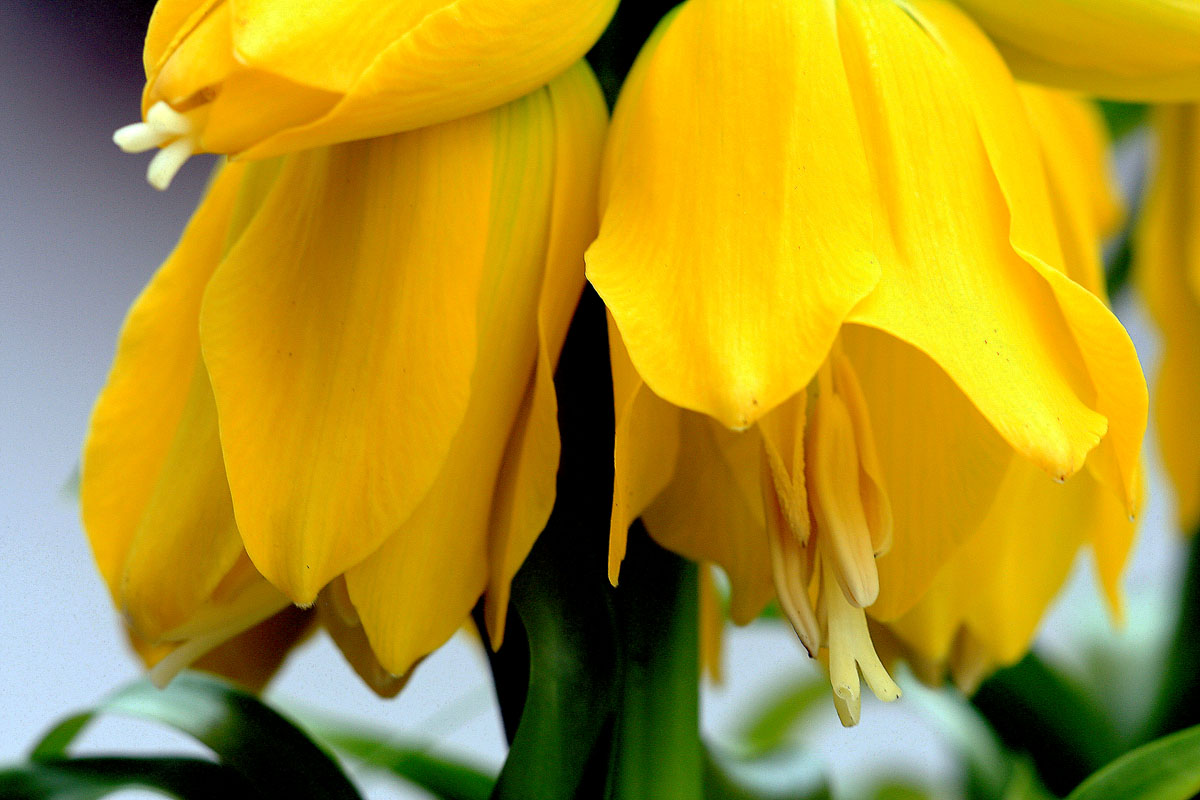 Fritillaria Lutea 3