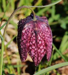 Fritillaria meleagris