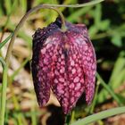 Fritillaria meleagris