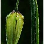 Fritillaria meleagris