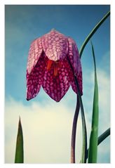 Fritillaria meleagris