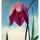 Fritillaria meleagris