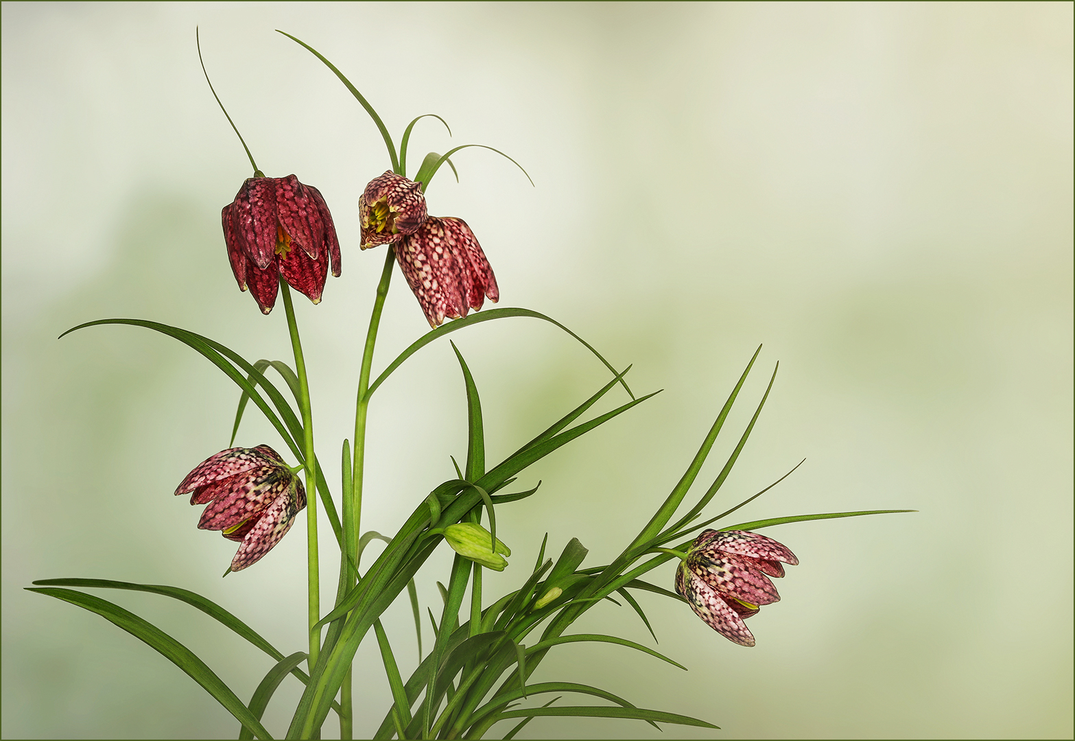 Fritillaria meleagris....