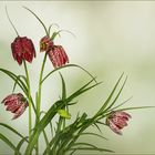 Fritillaria meleagris....