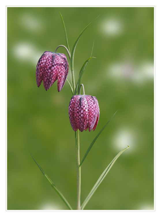 Fritillaria meleagris