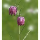 Fritillaria meleagris