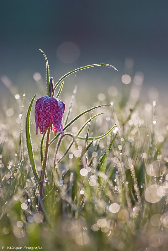 Fritillaria meleagris