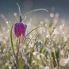 Fritillaria meleagris