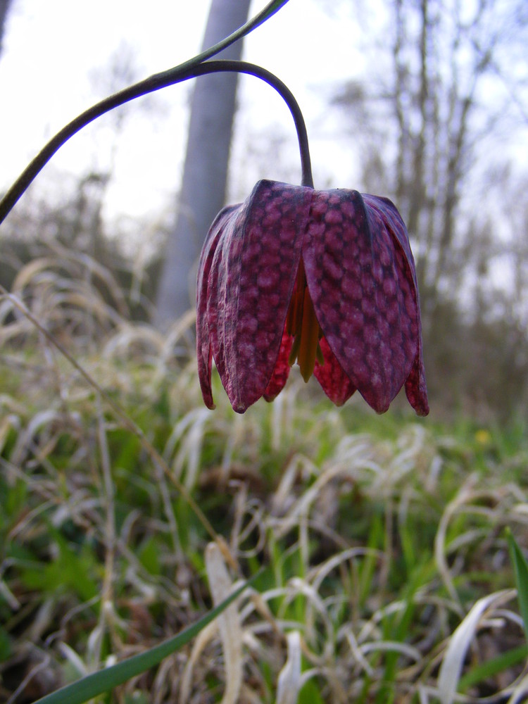 Fritillaria meleagris