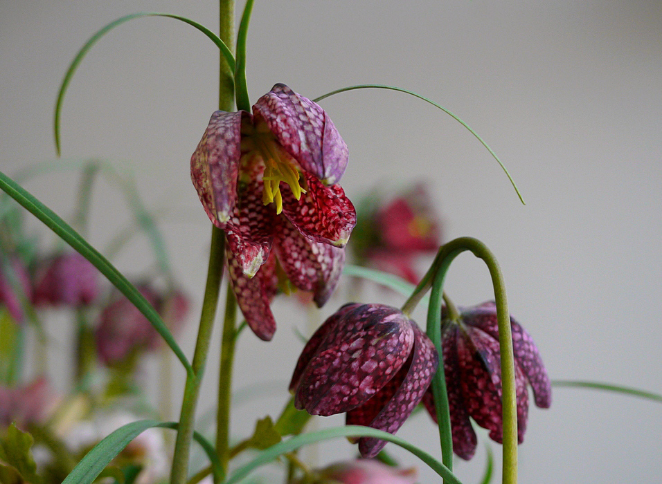 Fritillaria meleagris