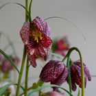 Fritillaria meleagris