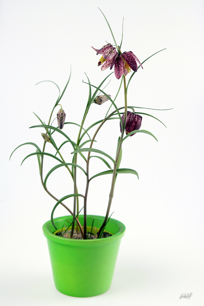 Fritillaria meleagris