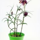 Fritillaria meleagris