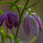 Fritillaria meleagris