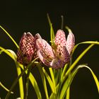 Fritillaria meleagris