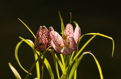 Fritillaria meleagris