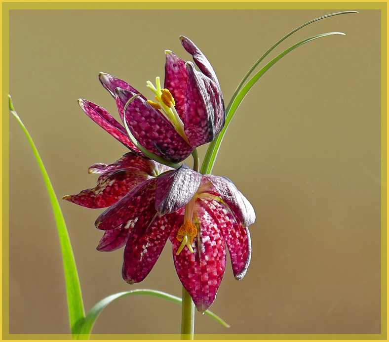 Fritillaria meleagris