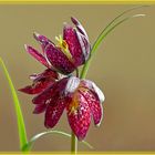 Fritillaria meleagris