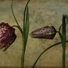 Fritillaria meleagris