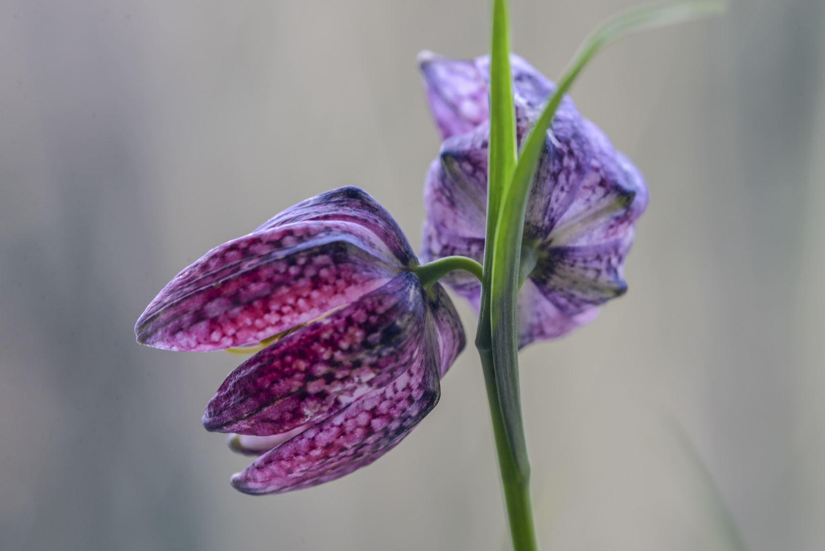 Fritillaria meleagris